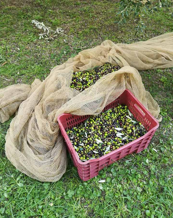 La Fonte | Cercina | Cooperativa agricola